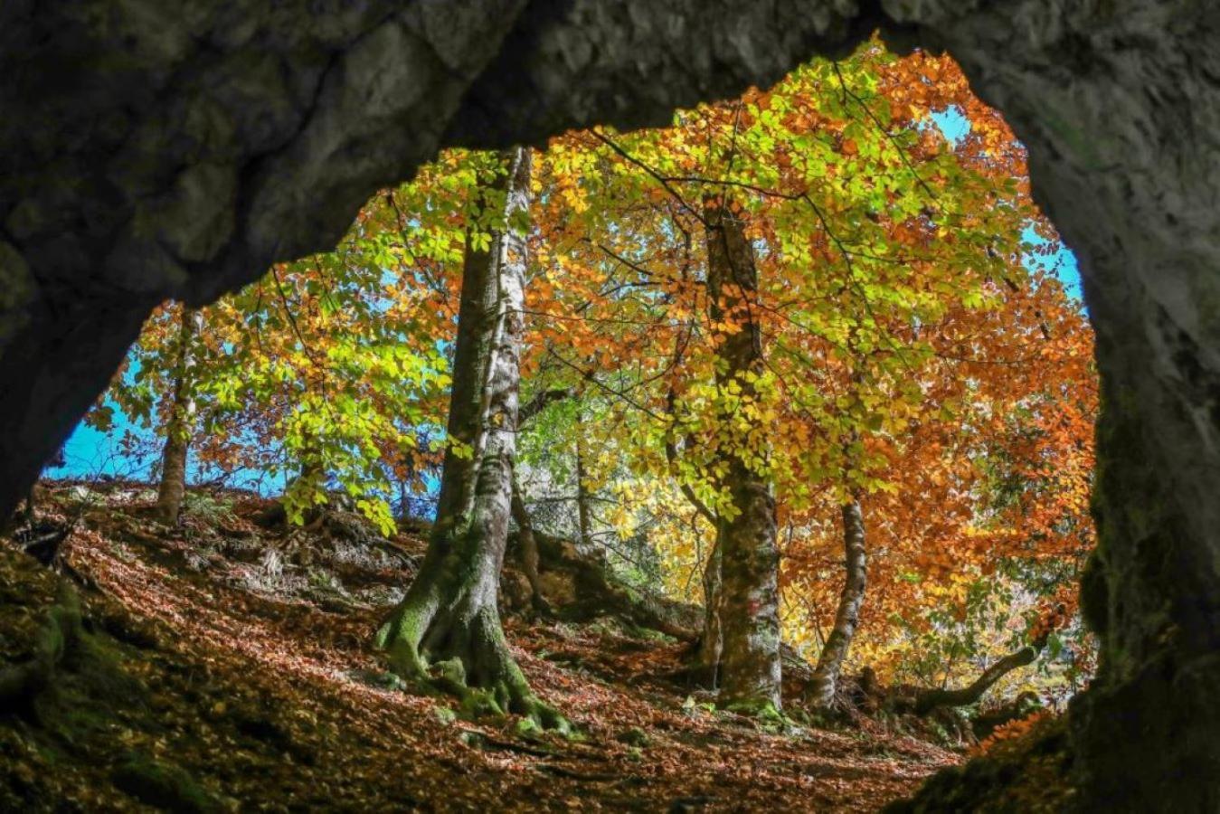 Tree Lägenhet Bled Exteriör bild